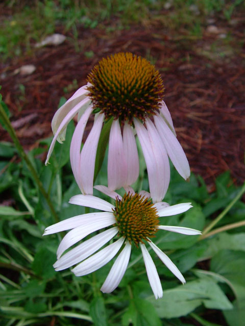 Echinacea laevigata (Smooth purple coneflower) #18928