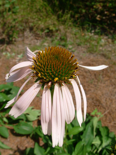 Echinacea laevigata (Smooth purple coneflower) #18925