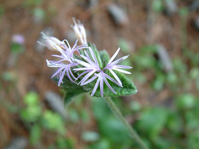 Elephantopus tomentosus (Elephant's-foot) #18934