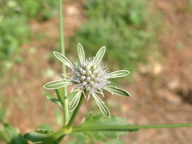 Eryngium integrifolium (Blueflower eryngo) #18939