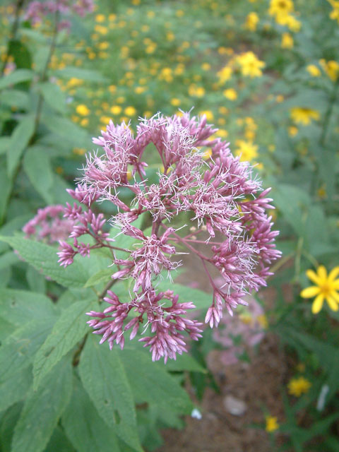 Eutrochium dubium (Coastal plain joe pye weed) #18945