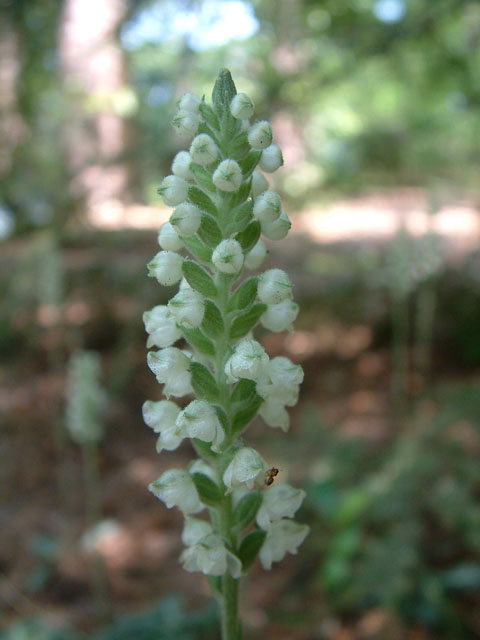 Goodyera pubescens (Downy rattlesnake plantain) #18954