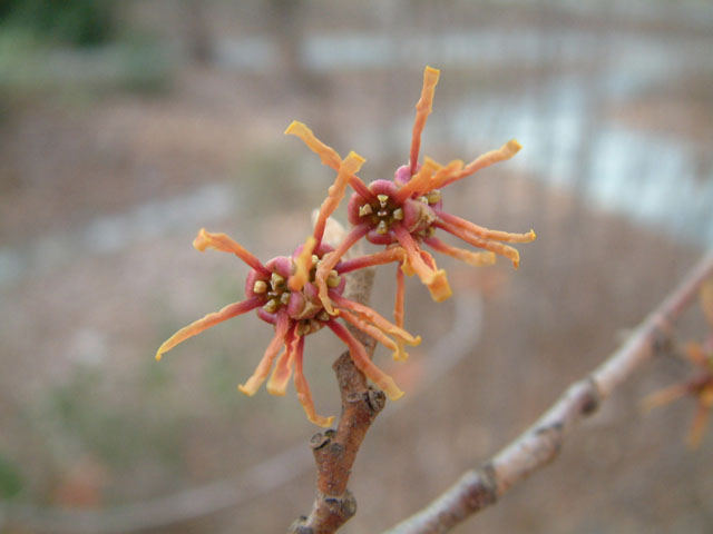 Hamamelis vernalis (Ozark witch-hazel) #18959