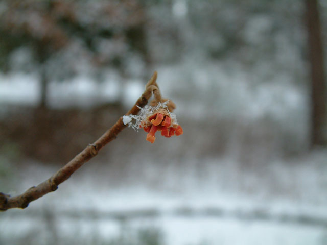 Hamamelis vernalis (Ozark witch-hazel) #18960