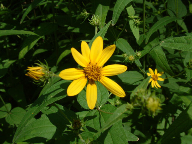 Helianthus microcephalus (Small woodland sunflower) #18963