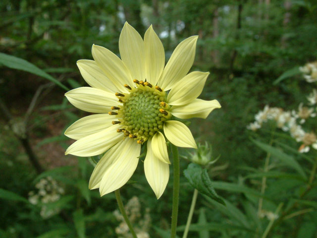 Helianthus resinosus (Resindot sunflower) #18964