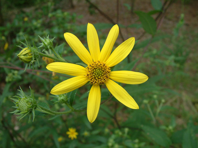 Helianthus schweinitzii (Schweinitz's sunflower) #18966