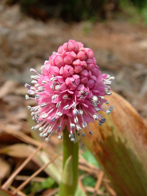 Helonias bullata (Swamp pink) #18970