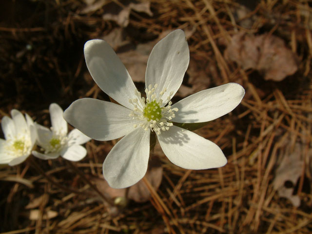 Hepatica nobilis var. acuta (Sharplobe hepatica) #18971