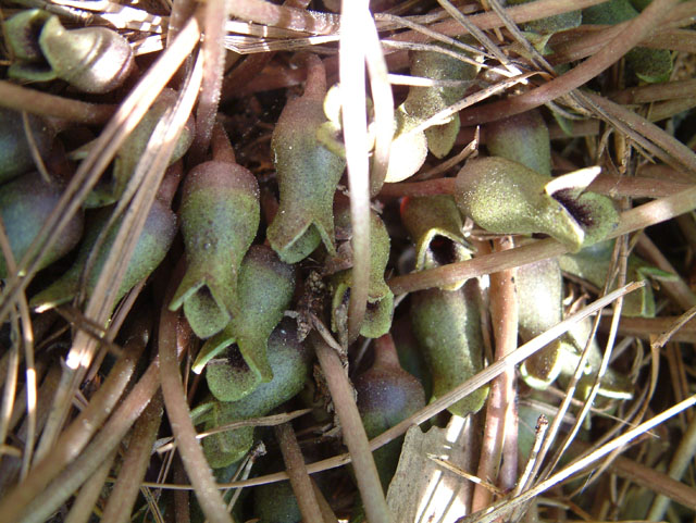 Hexastylis arifolia var. callifolia (Littlebrownjug) #18973