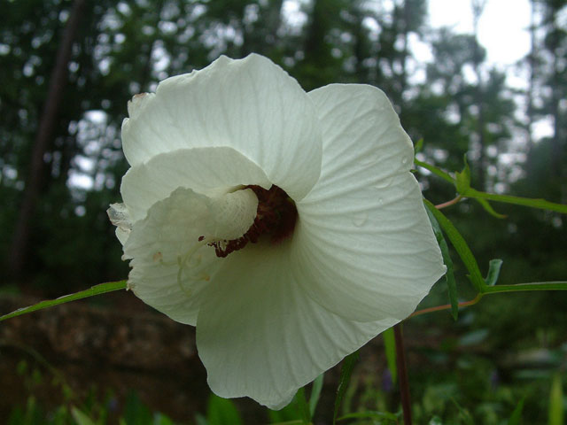 Hibiscus dasycalyx (Neches river rosemallow) #18977