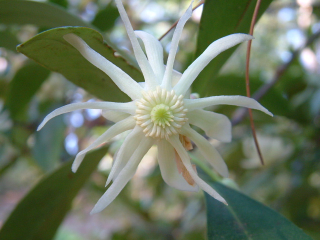 Illicium floridanum (Florida anisetree) #18991