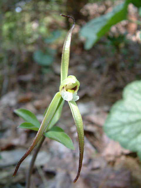 Isotria verticillata (Large whorled pogonia) #18999