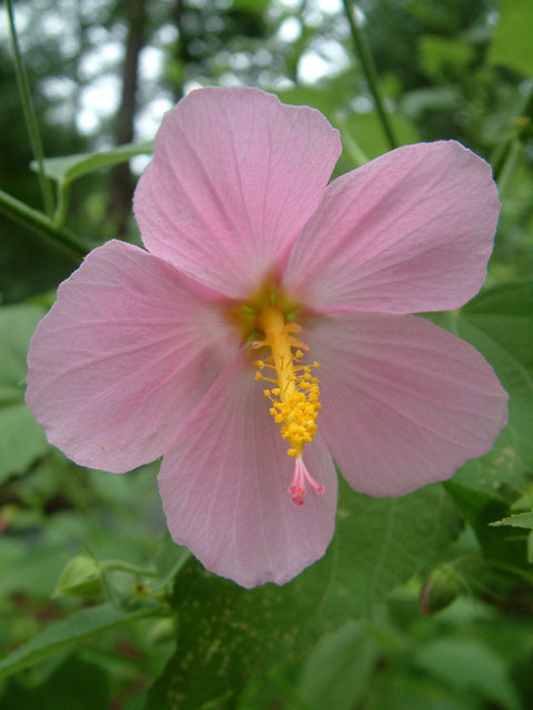 Kosteletzkya virginica (Virginia saltmarsh mallow) #19006