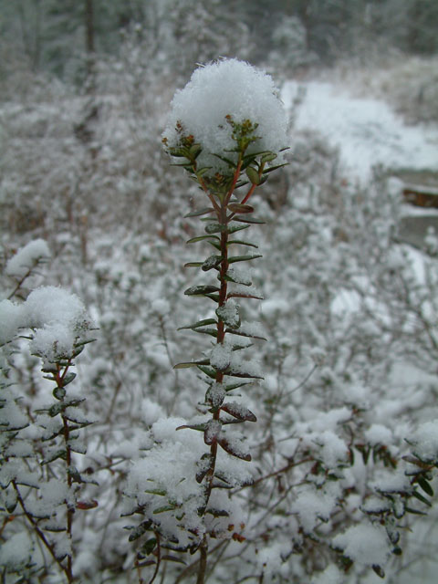 Leiophyllum buxifolium (Sandmyrtle) #19007