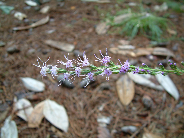 Liatris microcephala (Smallhead blazing star) #19014