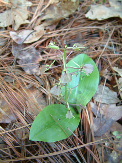 Liparis liliifolia (Brown widelip orchid) #19027