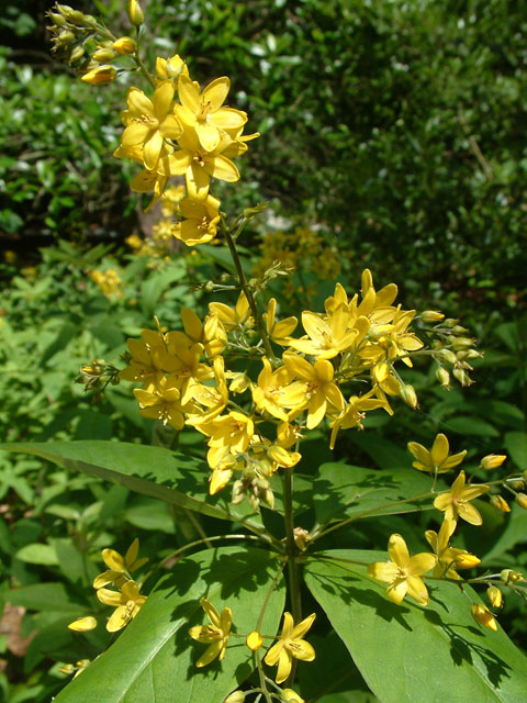 Lysimachia fraseri (Fraser's yellow loosestrife) #19034