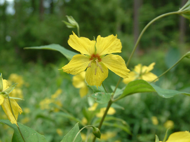 Lysimachia lanceolata (Lanceleaf loosestrife) #19035