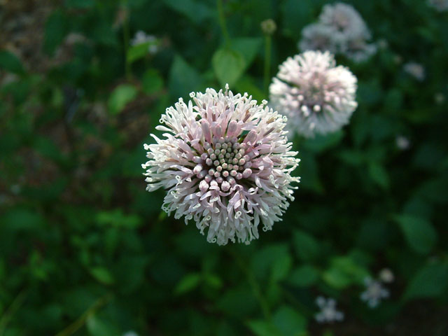 Marshallia trinervia (Broadleaf barbara's buttons) #19041