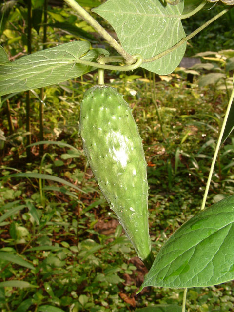 Matelea carolinensis (Maroon carolina milkvine) #19042