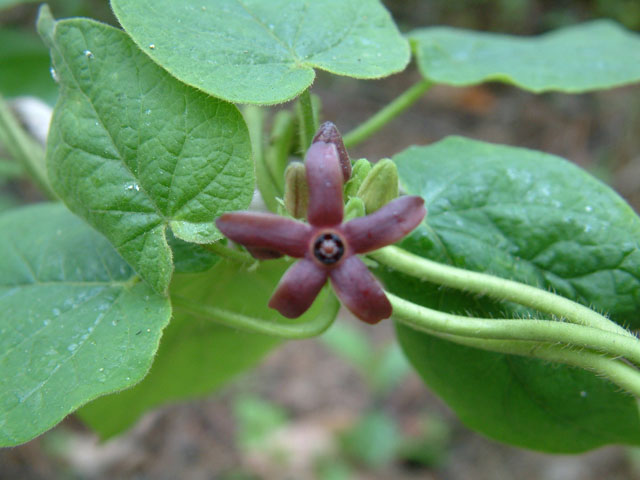 Matelea carolinensis (Maroon carolina milkvine) #19043