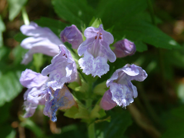 Meehania cordata (Meehan's mint) #19044