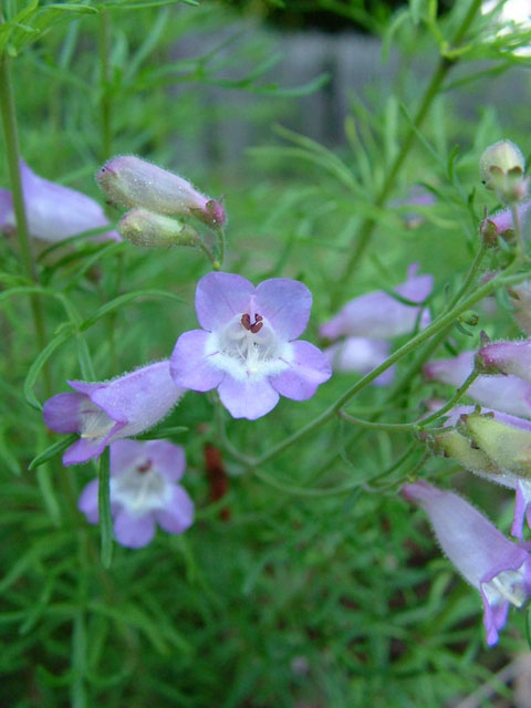 Penstemon dissectus (Dissected penstemon) #19065