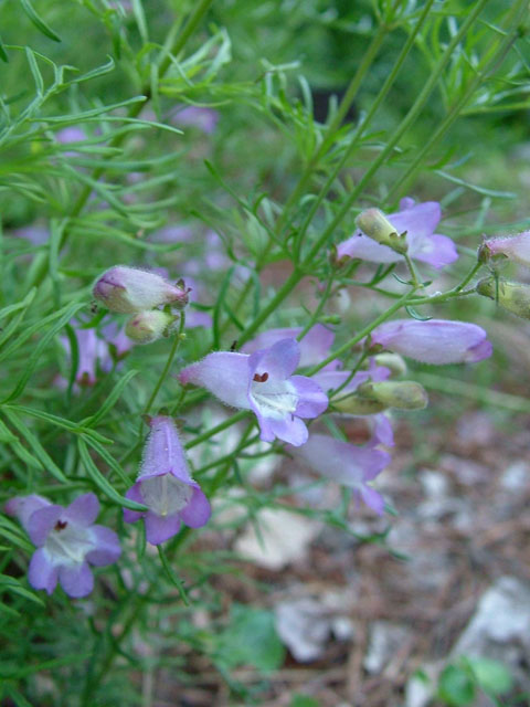 Penstemon dissectus (Dissected penstemon) #19063