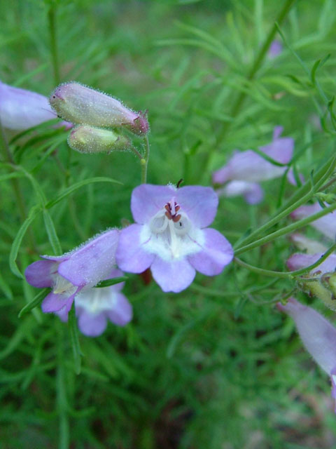 Penstemon dissectus (Dissected penstemon) #19064