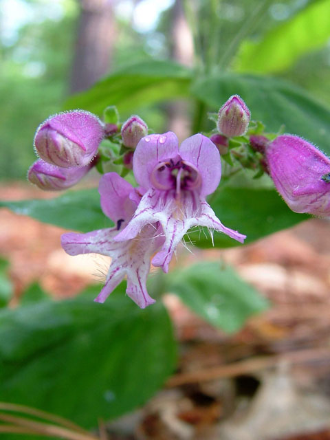 Penstemon smallii (Small's penstemon) #19066