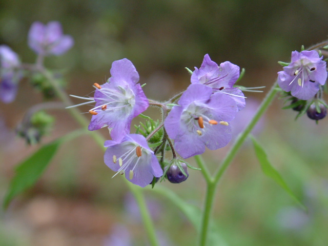 Phacelia bipinnatifida (Fernleaf phacelia) #19069