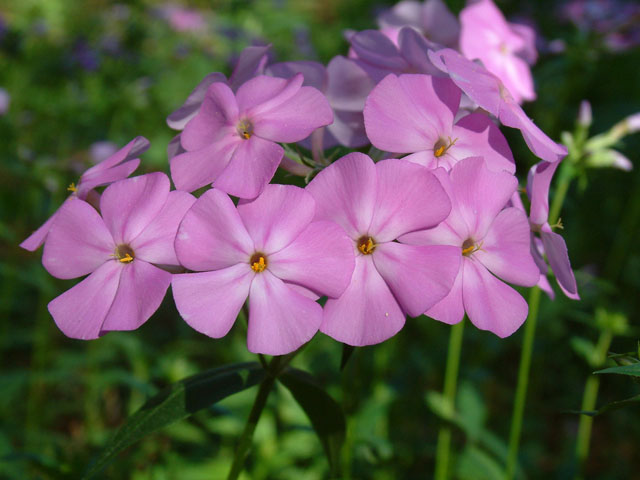 Phlox glaberrima (Smooth phlox) #19074