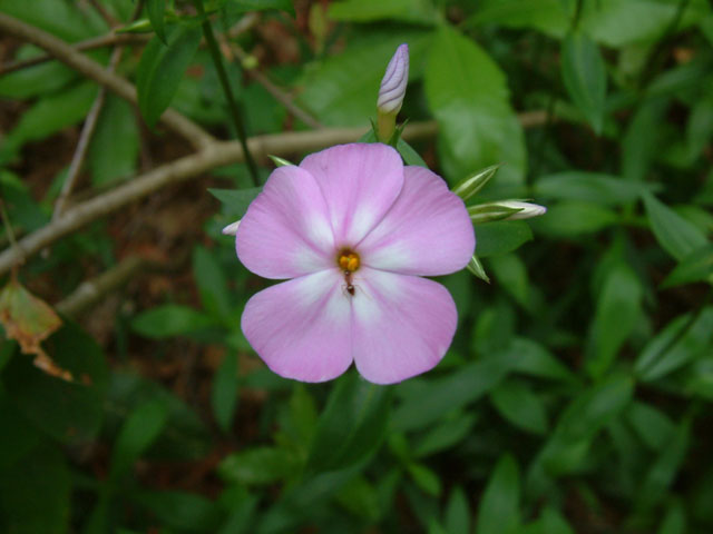 Phlox latifolia (Wideflower phlox) #19076