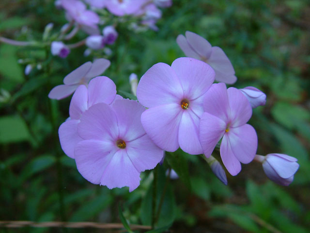 Phlox latifolia (Wideflower phlox) #19075