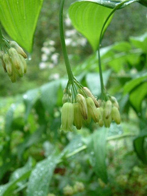 Polygonatum biflorum var. commutatum (Great solomon's seal) #19094