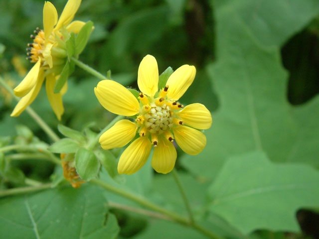 Smallanthus uvedalius (Hairy leafcup) #19171