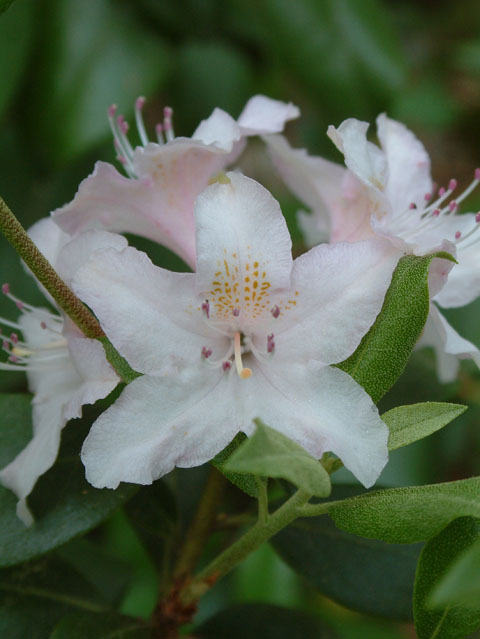 Rhododendron chapmanii (Chapman's rhododendron) #19112