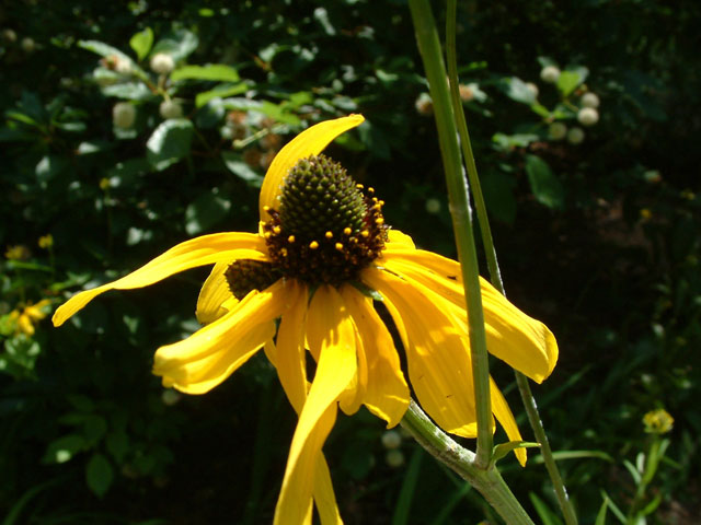 Rudbeckia nitida (Shiny coneflower) #19123