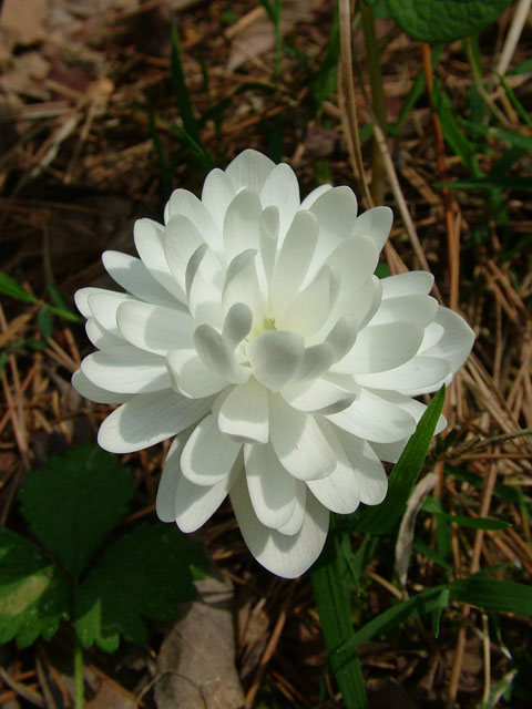 Sanguinaria canadensis (Bloodroot) #19134