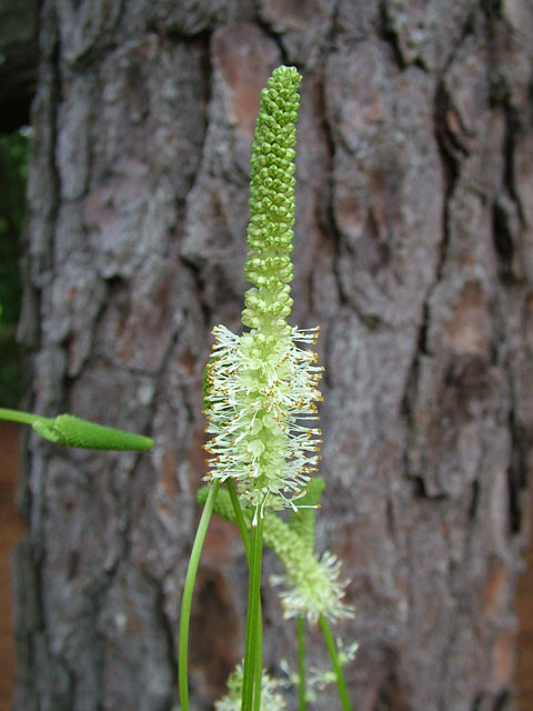 Sanguisorba canadensis (Canadian burnet) #19141