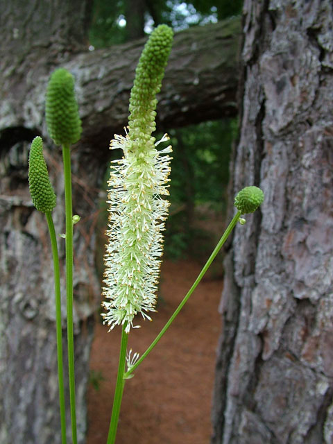 Sanguisorba canadensis (Canadian burnet) #19140