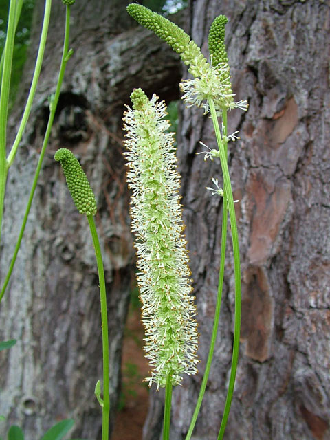 Sanguisorba canadensis (Canadian burnet) #19139