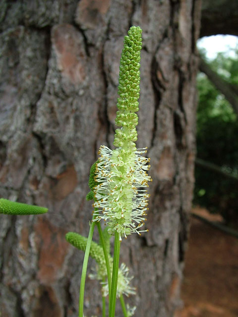 Sanguisorba canadensis (Canadian burnet) #19138