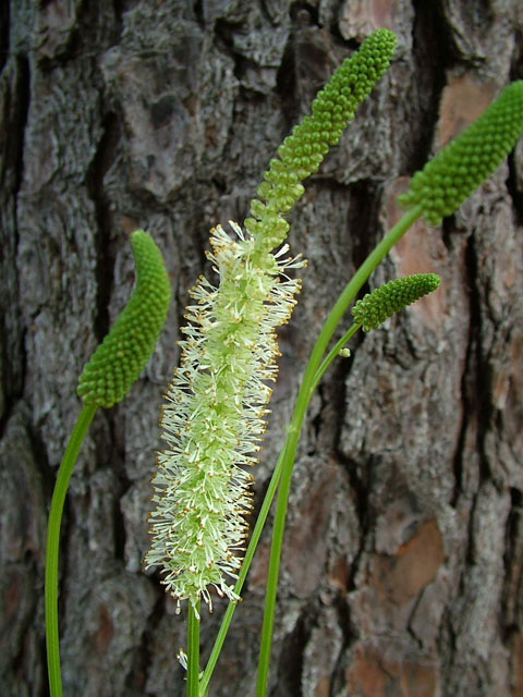 Sanguisorba canadensis (Canadian burnet) #19136