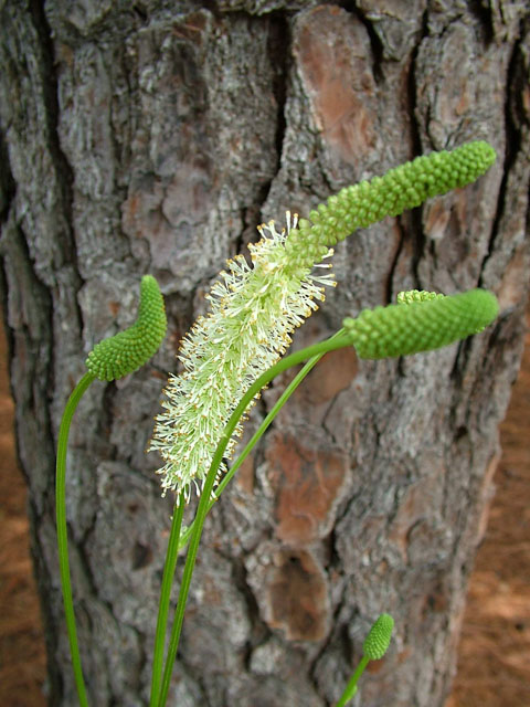 Sanguisorba canadensis (Canadian burnet) #19137