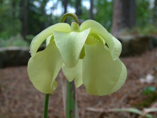 Sarracenia alata (Yellow trumpets) #19143