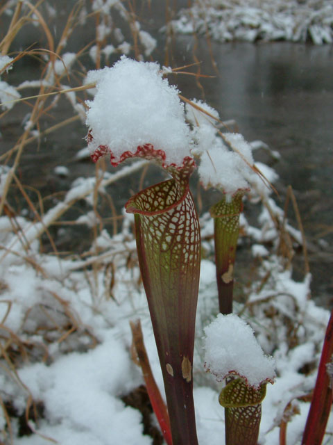 Sarracenia leucophylla (Crimson pitcherplant) #19147