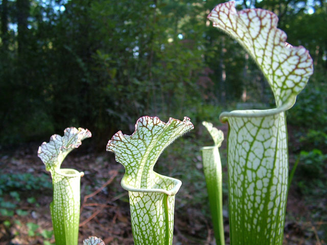 Sarracenia leucophylla (Crimson pitcherplant) #19148