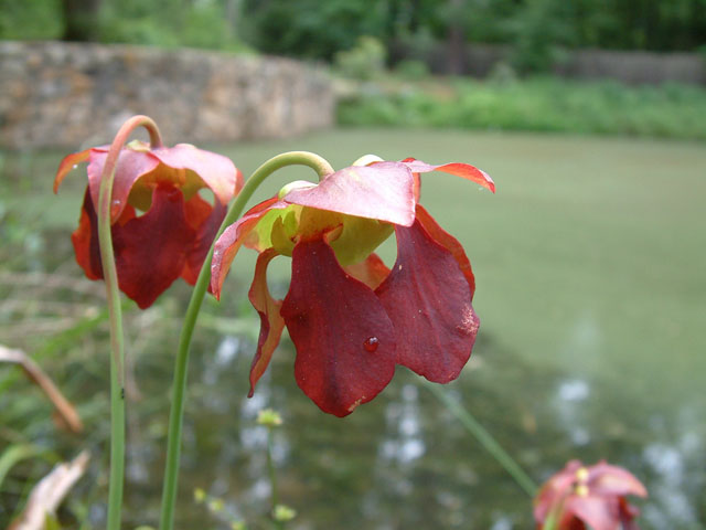 Sarracenia minor (Hooded pitcherplant) #19149